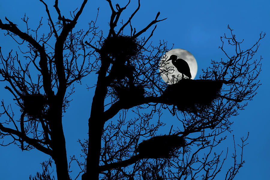 Heron Rookery at Full Moon Photograph by Arterra Picture Library
