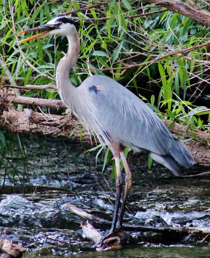 Heron RRC 052813AQ Photograph by Edward Dobosh - Fine Art America