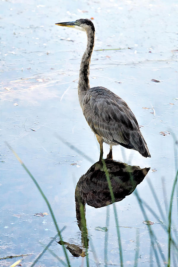 Heron series Photograph by Geraldine Scull - Fine Art America