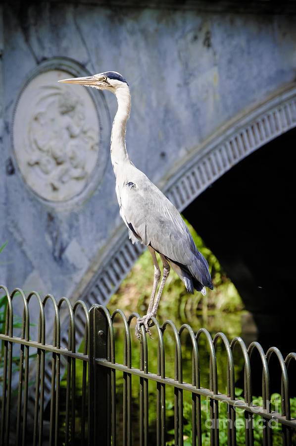 Wildlife Photograph - Heron Show Off by FWH Photography