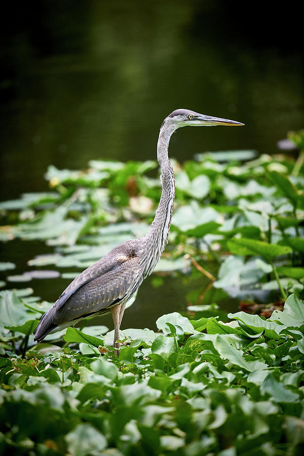 Heron Side View Photograph by Paul Freidlund