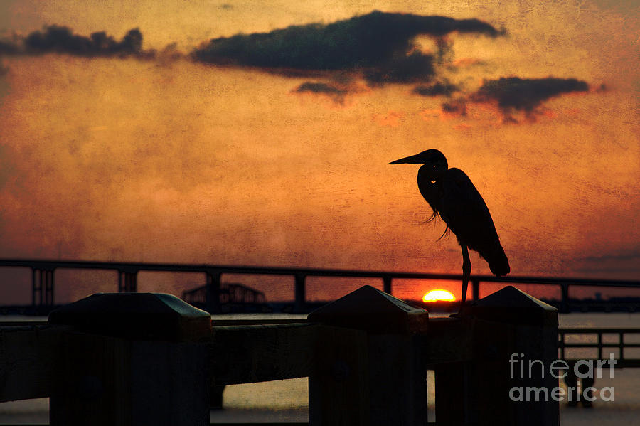Heron Photograph - Heron Silhouette by Joan McCool