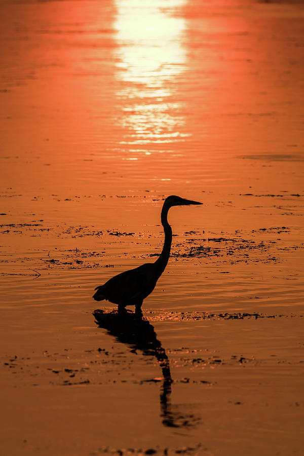 Sunset Photograph - Heron silhouette  by John Bradley Leonard