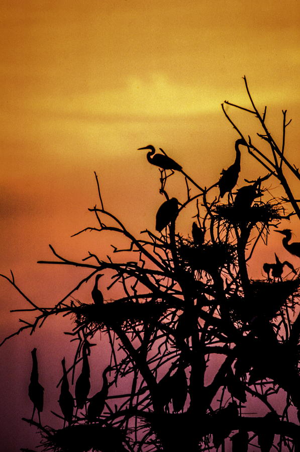 Heron Silhouette Photograph by Robert Carlsen - Fine Art America