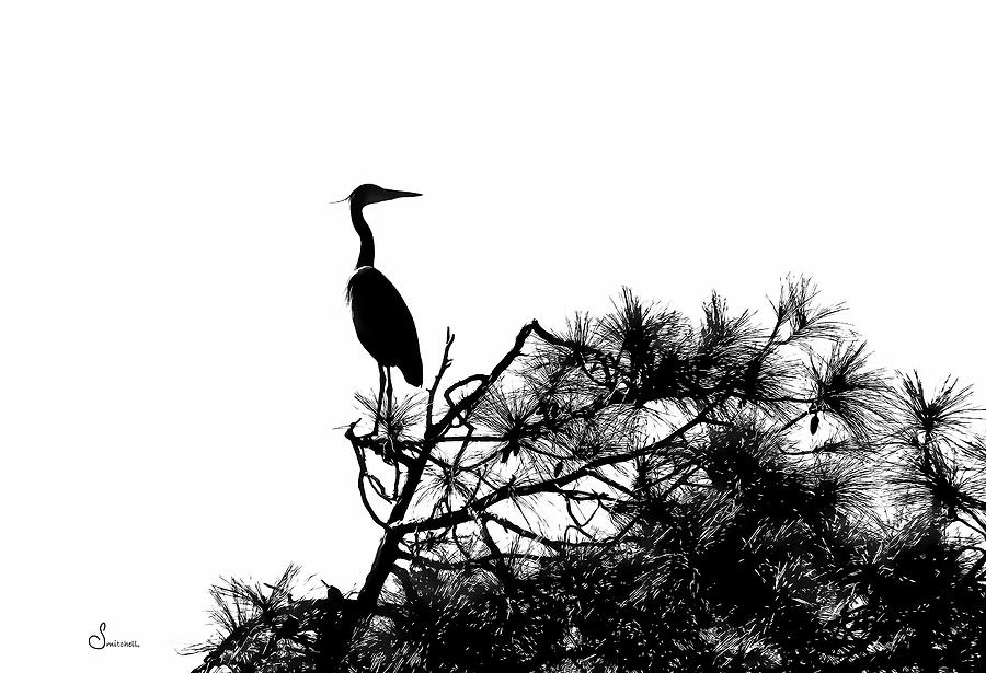 Heron Silhouette Photograph by Sally Mitchell