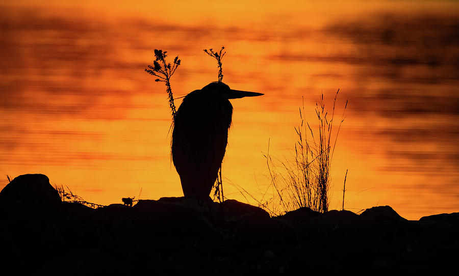 Heron Silhouette Sunset Photograph by Jodi Lyn Jones