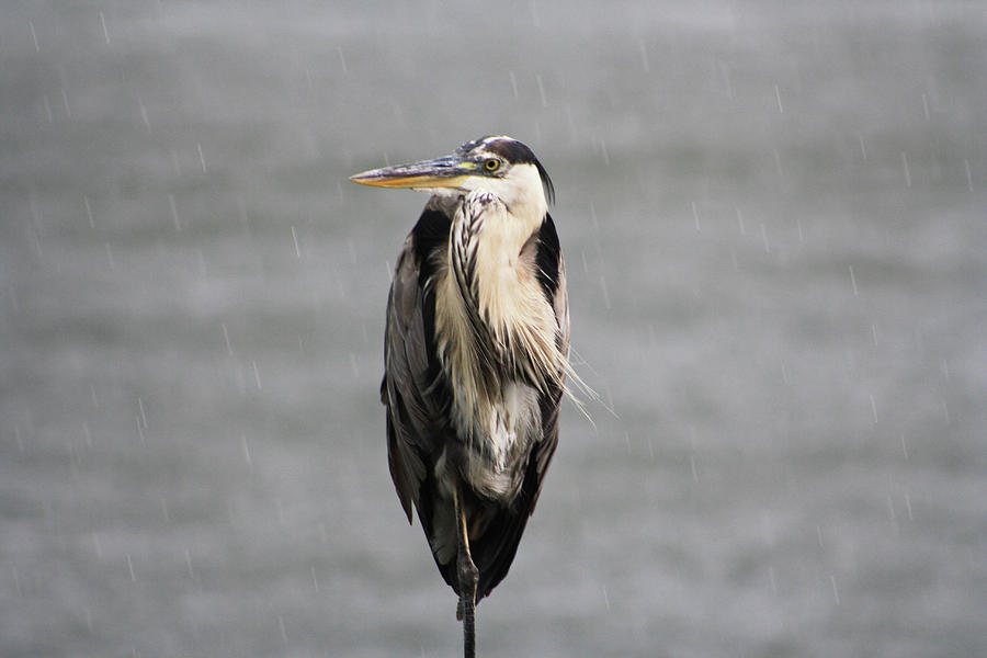 Heron Standing in the Rain Photograph by Selena Lorraine