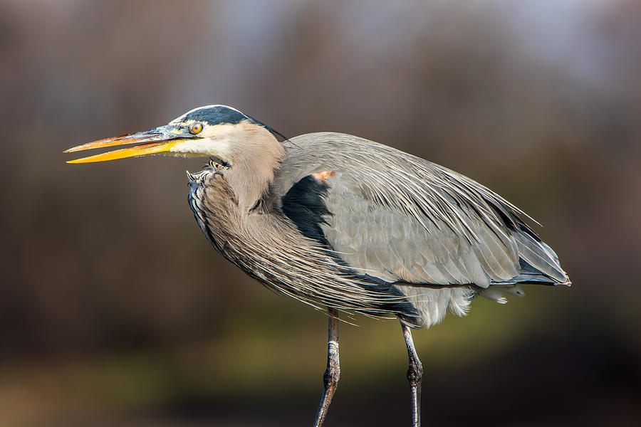 Heron Stare Photograph by Marc Crumpler