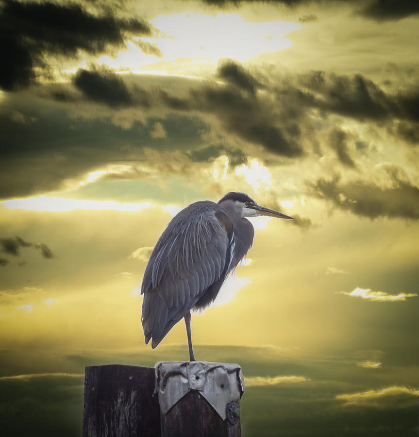 Heron at Sunrise #1 Photograph by Marilyn Wilson