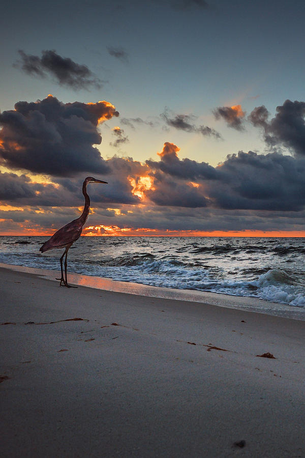 Heron Sunrise Vertical Photograph by Michael Thomas