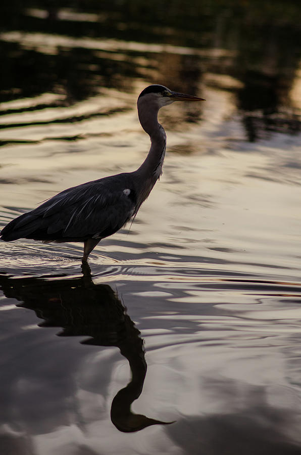 Heron Sunset Photograph by Miguel Winterpacht