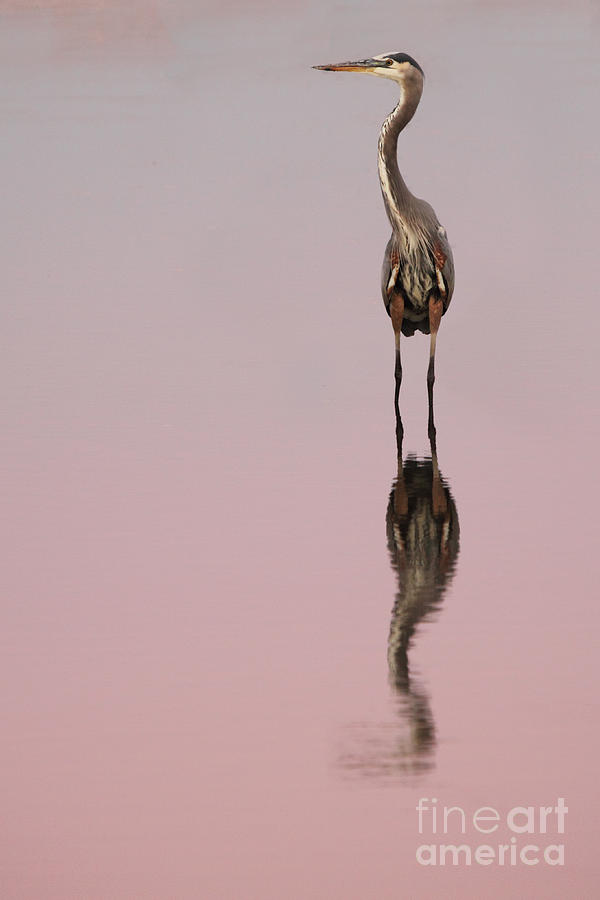 Heron Sunset Reflections Photograph by Max Allen