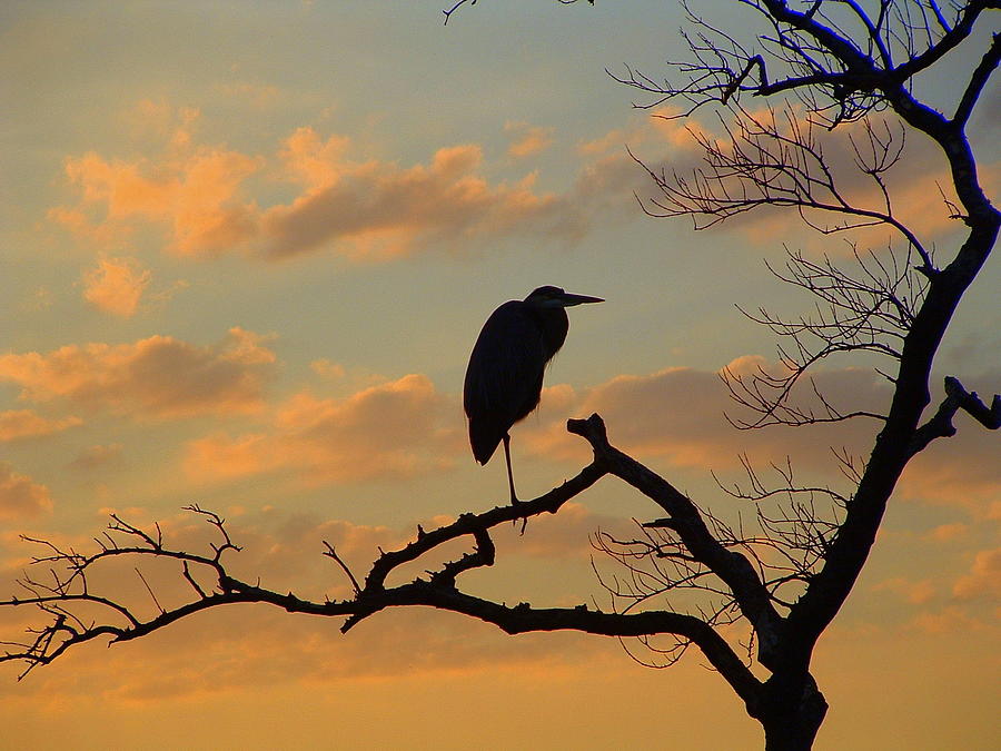 Heron Sunset Photograph by T Guy Spencer