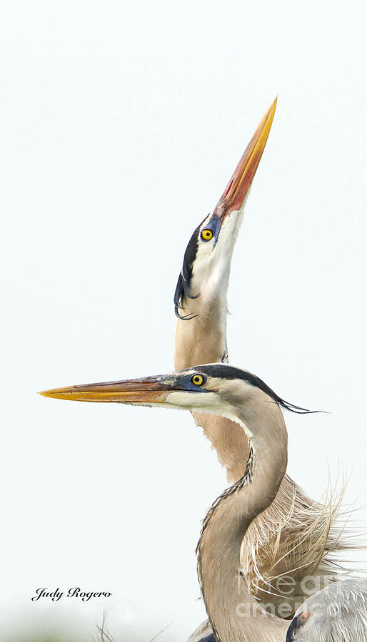 Heron symetrics Photograph by Judy Rogero