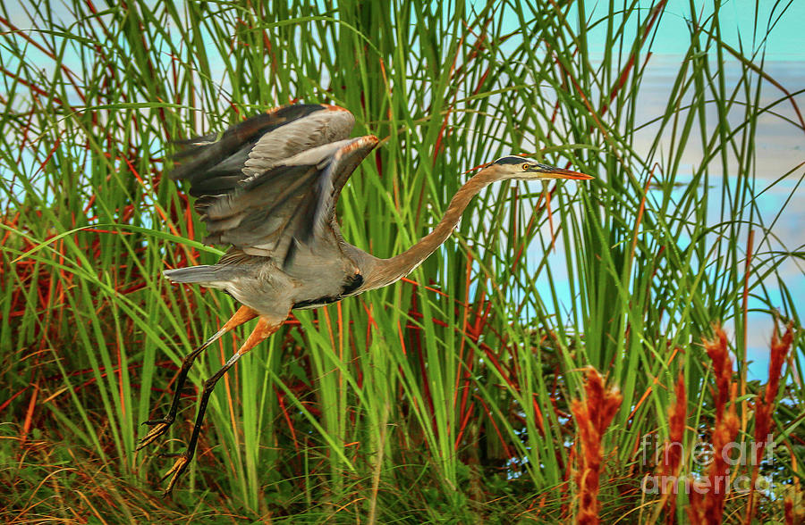 Heron Taking Flight Photograph by Tom Claud