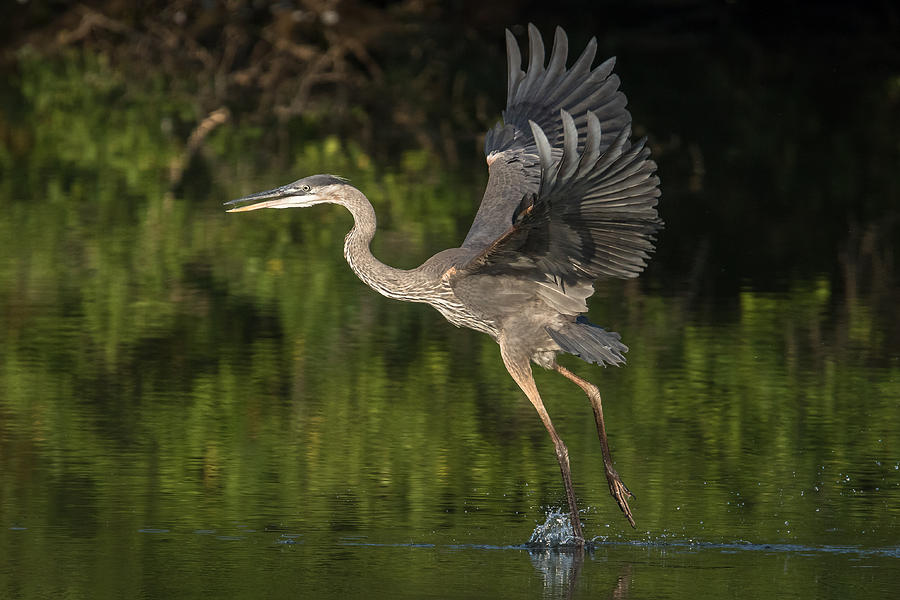Heron taking off Photograph by Kevin Giannini