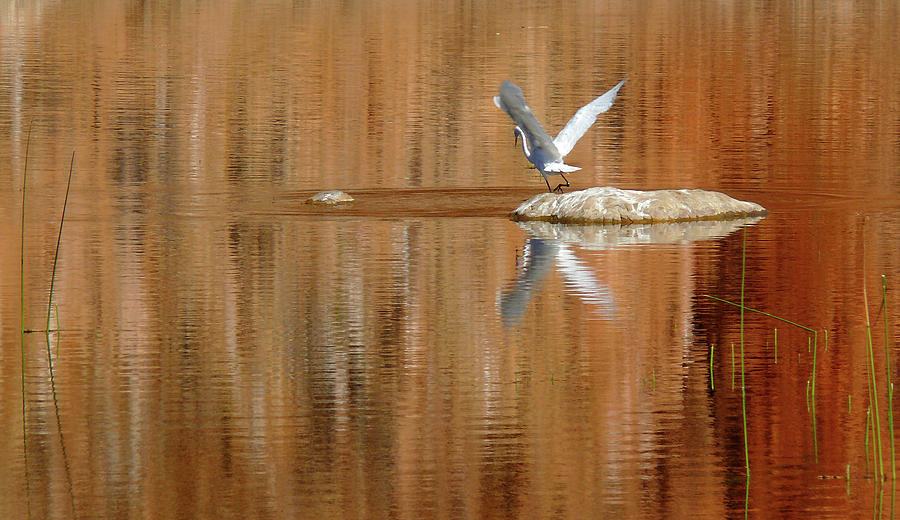 Heron Photograph - Heron Tapestry by Evelyn Tambour
