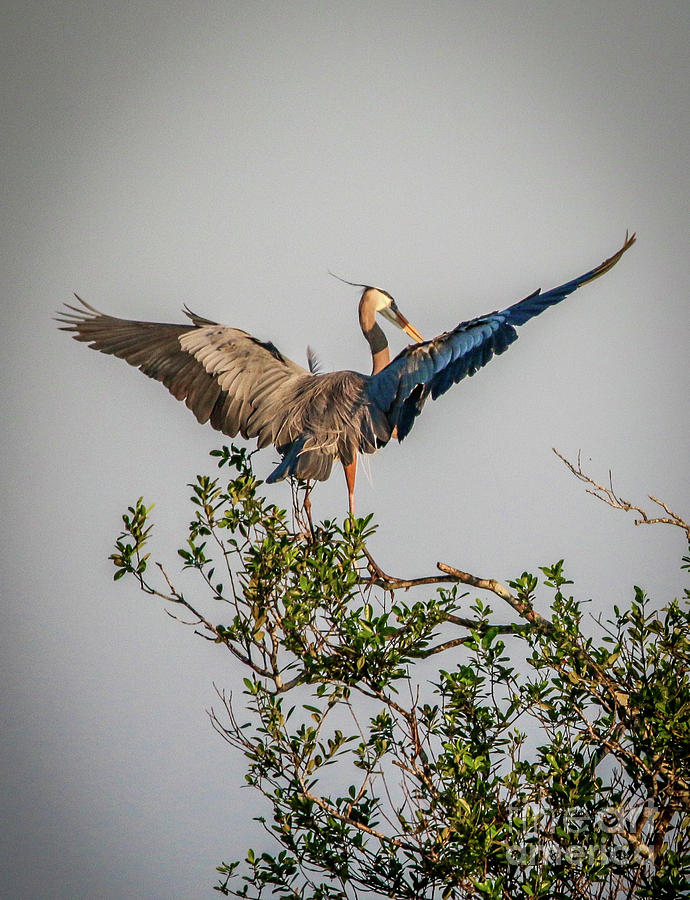 Heron Treetop Landing Photograph by Tom Claud