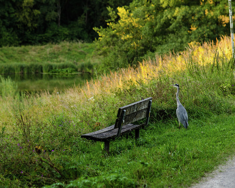 Heron Watching the Sunset Photograph by Miguel Winterpacht
