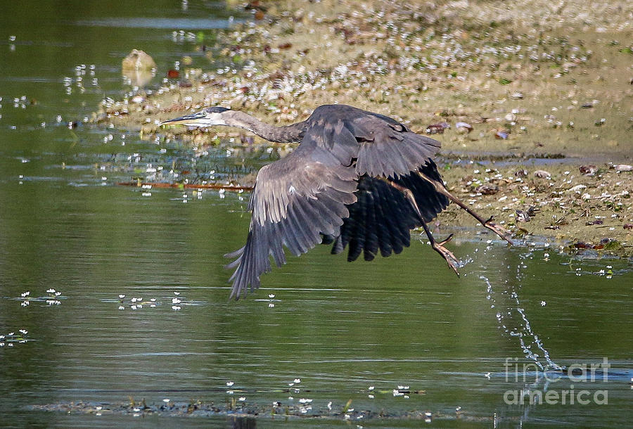 Heron Water Take-Off Photograph by Tom Claud