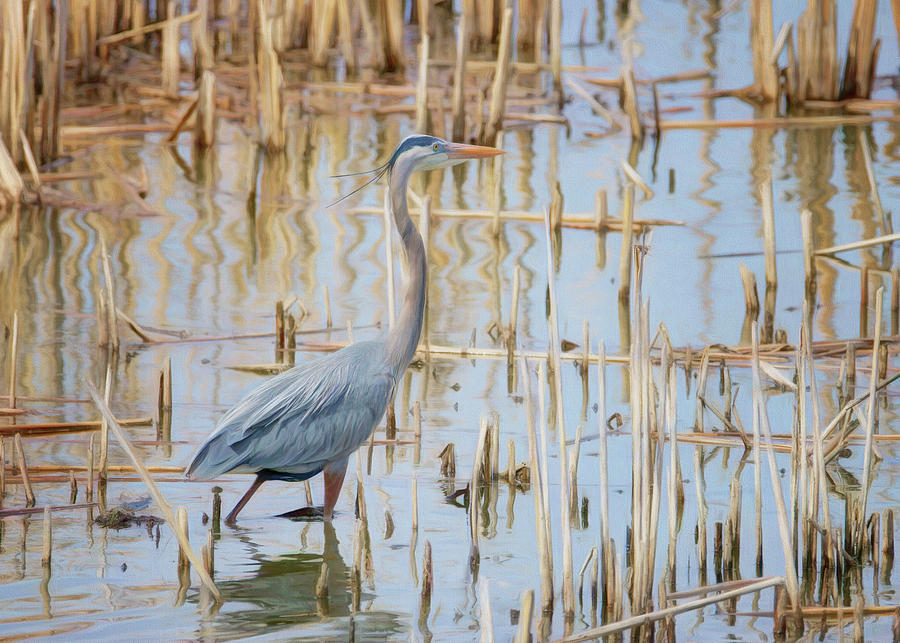 Heron - Wetlands  Photograph by Nikolyn McDonald