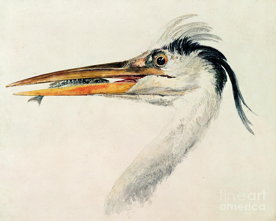 Joseph Mallord William Turner Painting - Heron with a Fish by Joseph Mallord William Turner