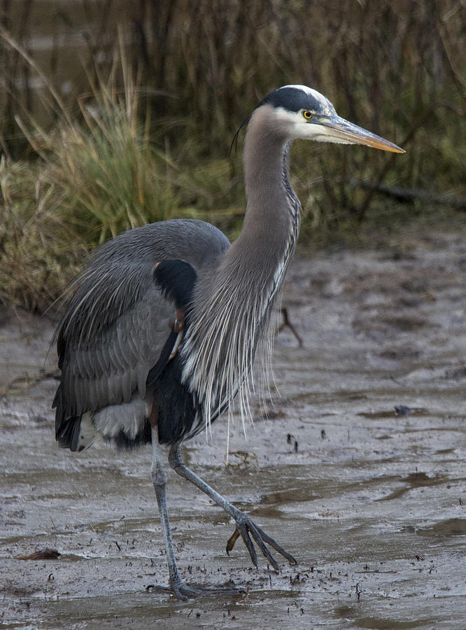 Heron With An Attitude Photograph by Randy Hall