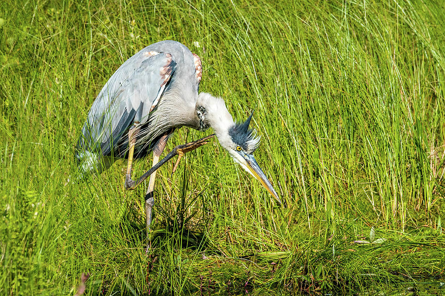 Heron with an Itch Photograph by Paul Freidlund