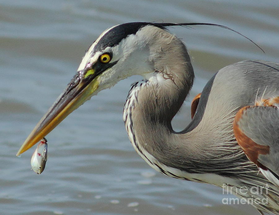 Heron With Injured Shad Photograph by Robert Frederick