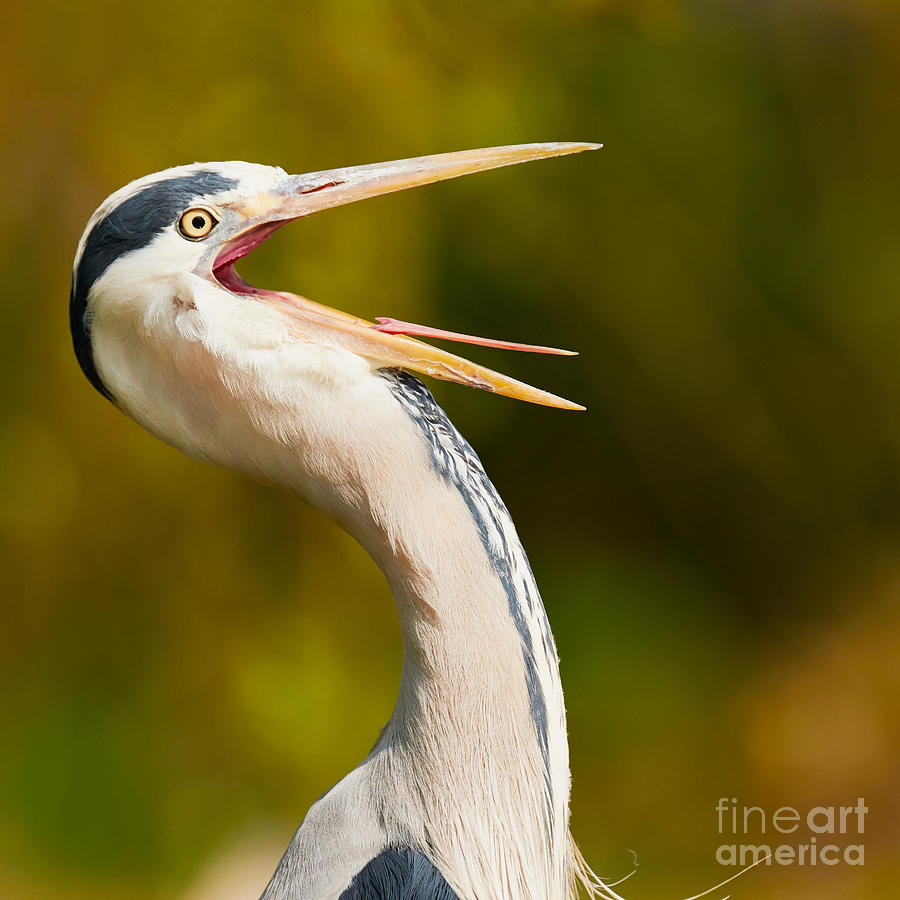 Heron with its beak wide open Photograph by Nick  Biemans