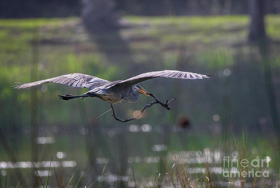 Heron with Nesting Material Photograph by Tom Claud