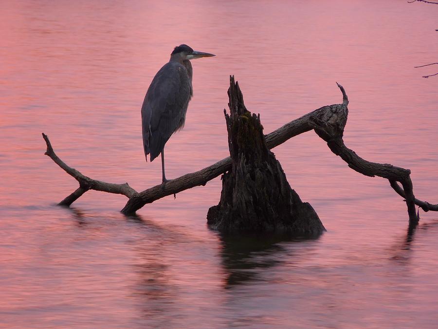 Rosy Sunset Heron Photograph by Shoeless Wonder