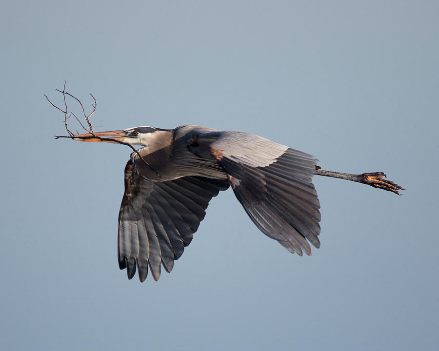 Heron with Sticks Photograph by Susan Petracco - Fine Art America