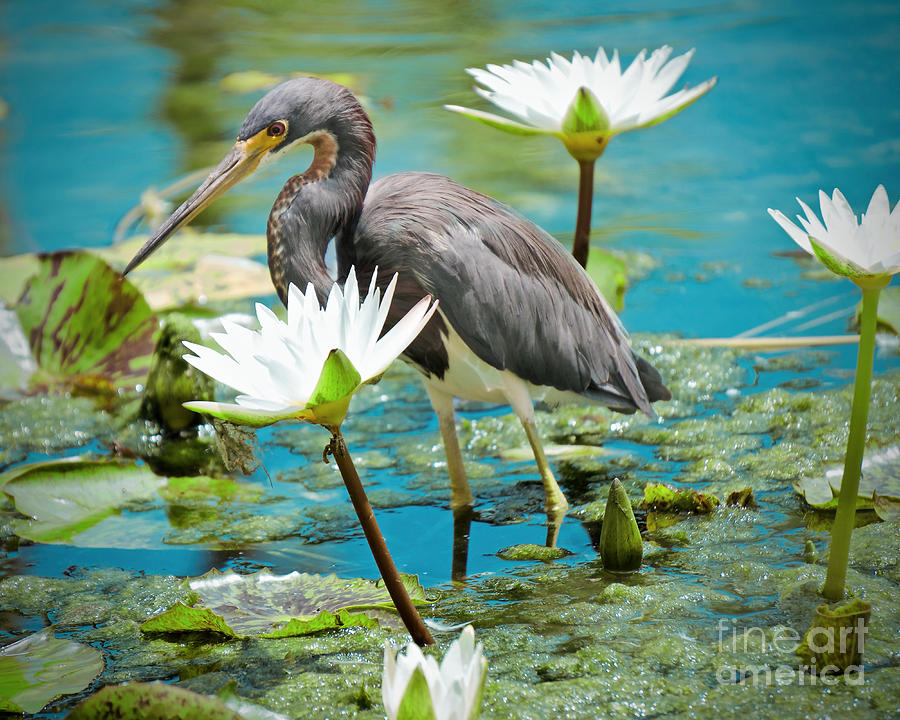 Heron with Water Lillies Photograph by Judy Kay