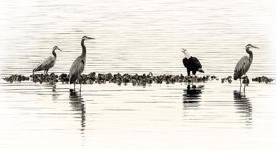 Herons And Eagles And Oysters Oh My Photograph by Wes and Dotty Weber