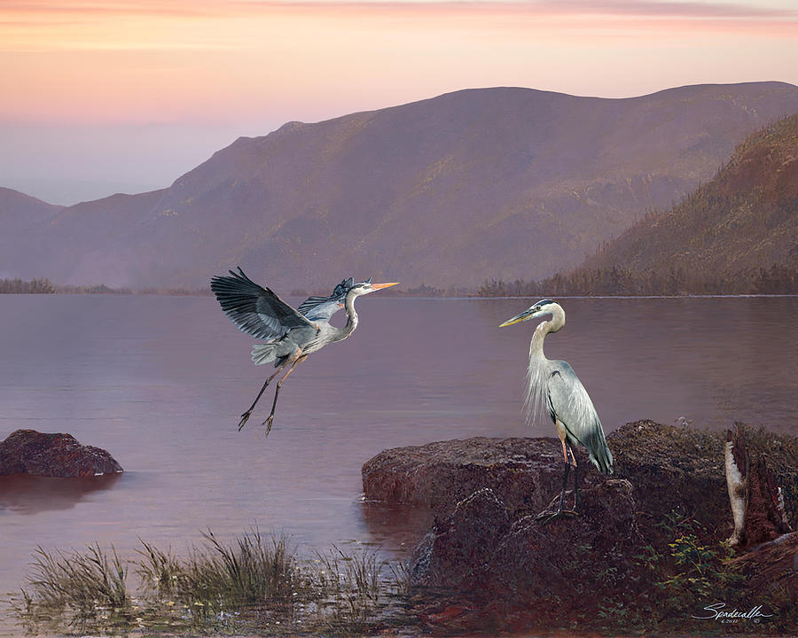 Herons at Lake George Digital Art by M Spadecaller