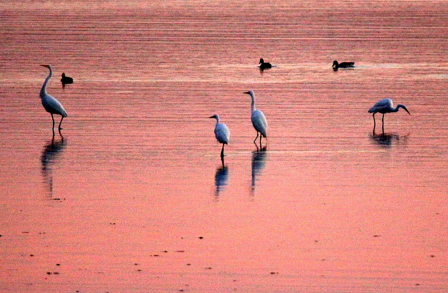 Herons at Sunrise Photograph by Suzanne DeGeorge