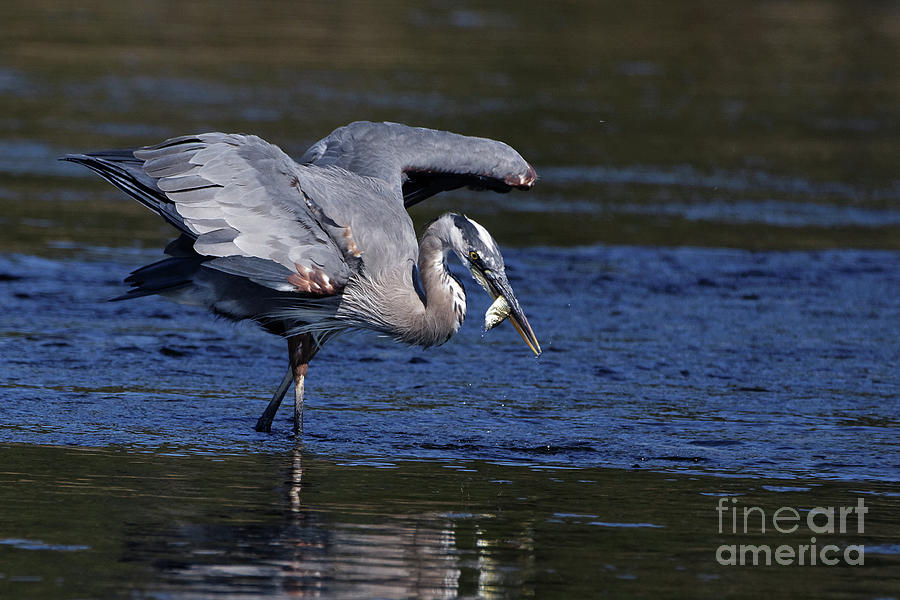 Herons Fish Photograph by Sue Harper - Fine Art America