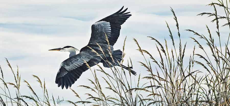 Heron Painting - Herons Flight by James Williamson