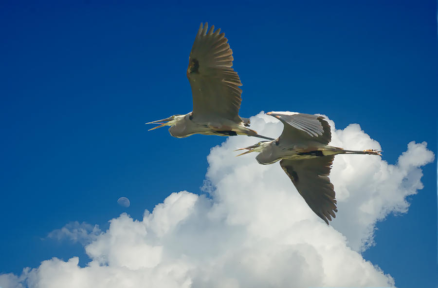 Heron Photograph - Herons Flight Over Clouds And Moon - DigitalArt by Roy Williams