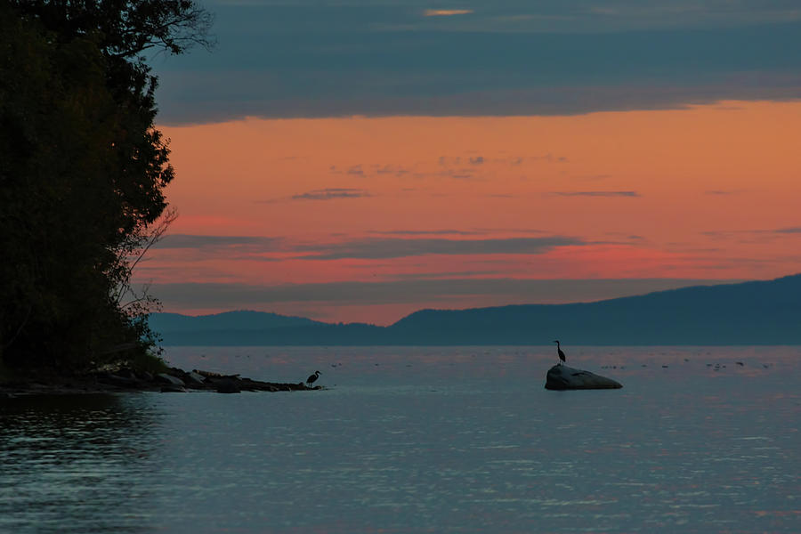 Herons in the Distant at Semiahmoo Bay at Dusk Photograph by David Gn