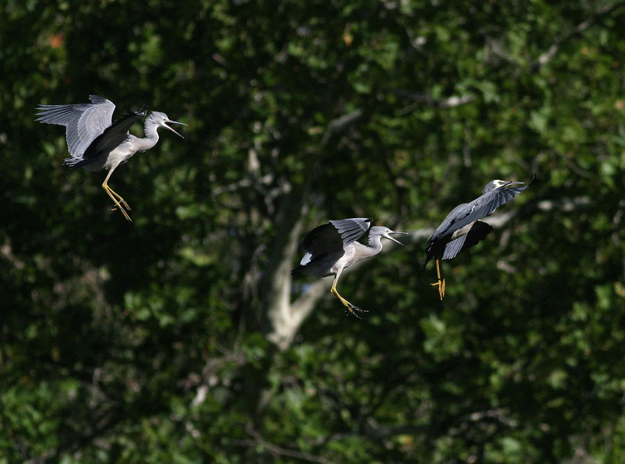 Herons Landing Photograph by Masami Iida