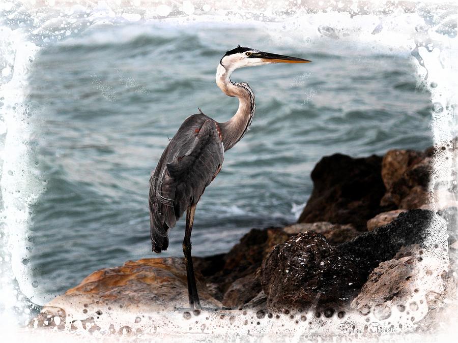 Herons Ocean Rocks Photograph by Barbara Chichester