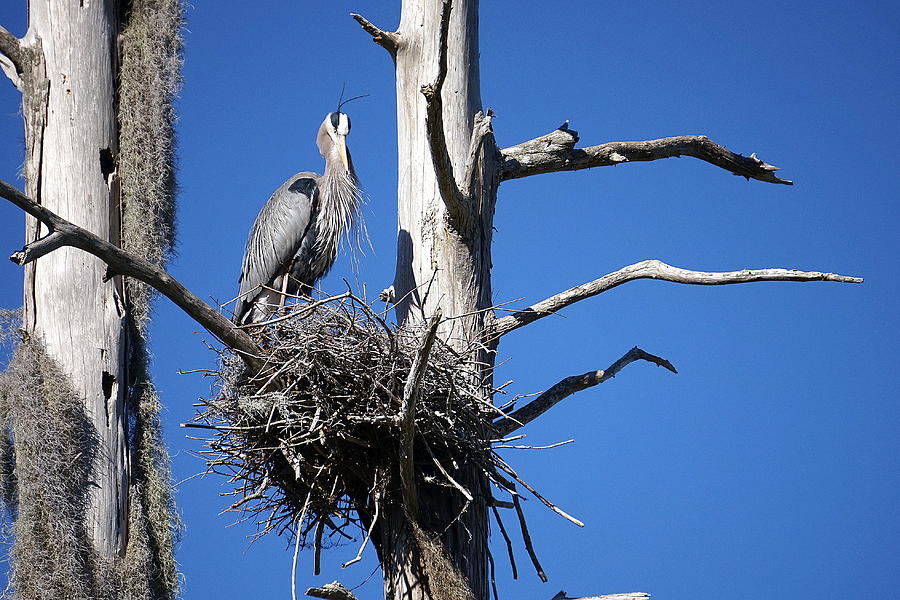 Herons Roost Photograph by Laurie Perry