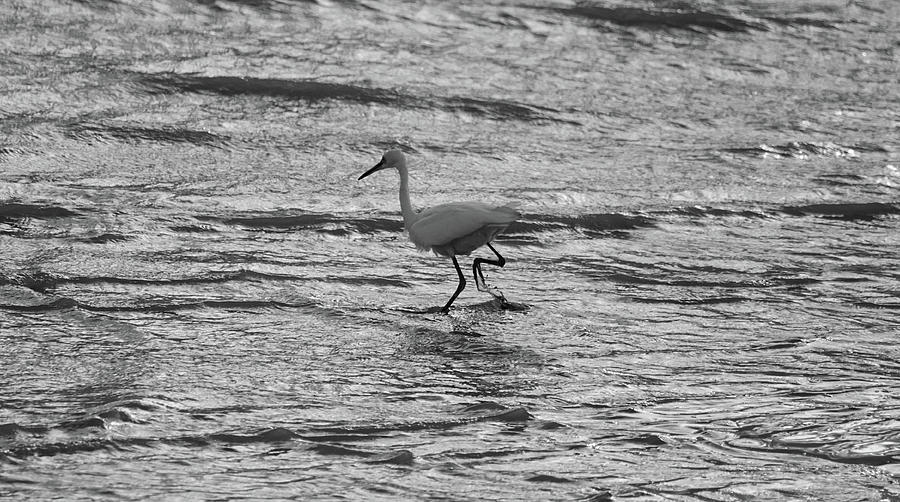 Herons Walk Photograph by Martin Newman - Fine Art America