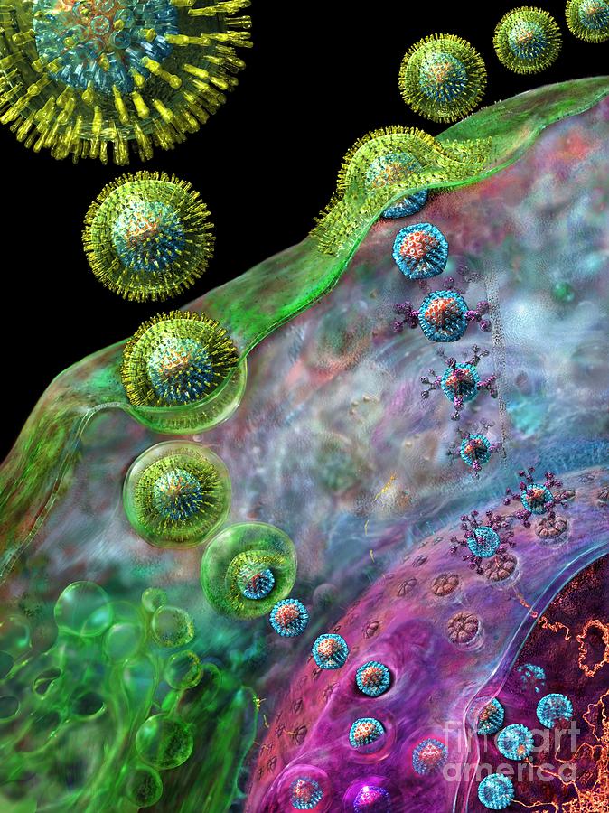 Assembly Digital Art - Herpes Virus replication by Russell Kightley