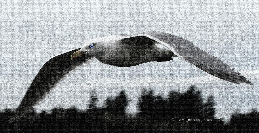 Herring Gull At Olympia Washington Photograph by Tom Janca