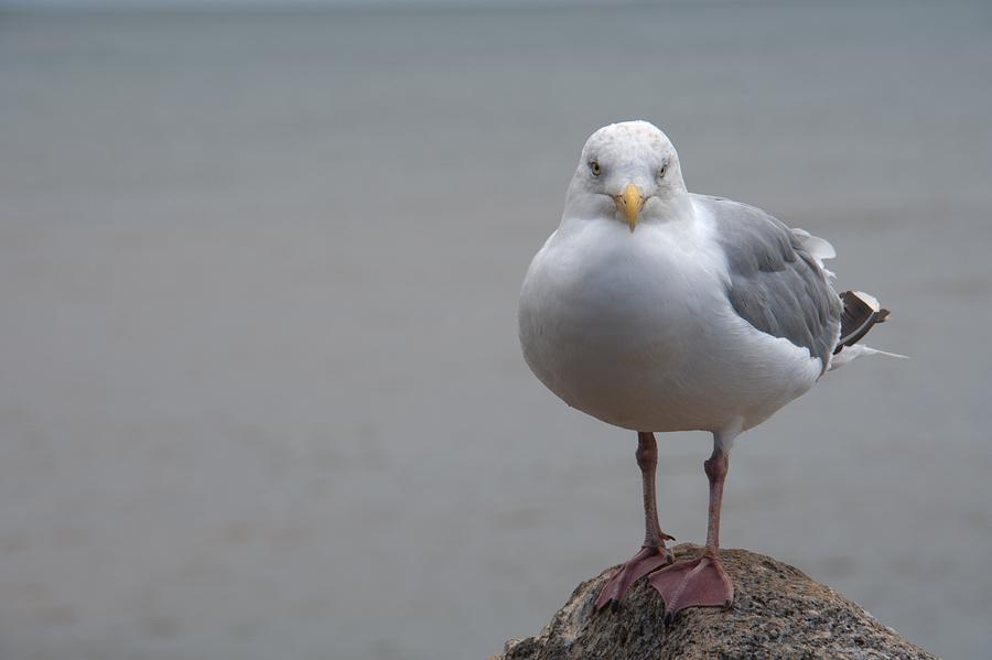 Herring Gull Photograph by Chris Day