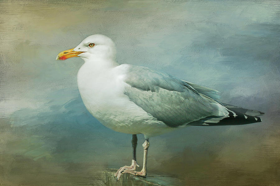 Herring Gull Photograph by Cindi Ressler