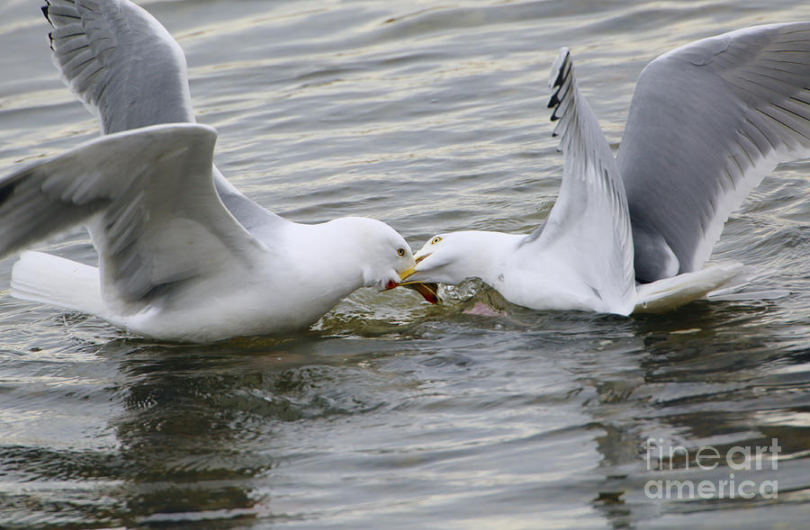 Herring Gull Fight Photograph by Andrew Forsyth/FLPA